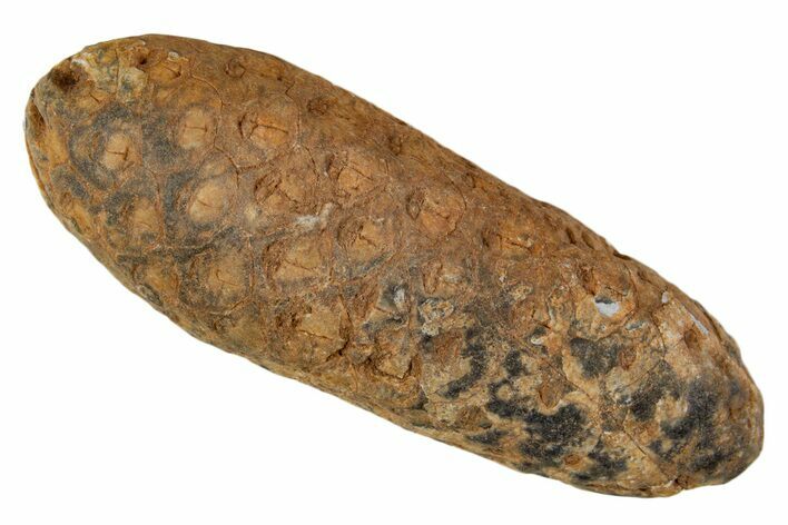 Fossil Cycadophyte Seed Cone - Boujdour, Morocco #339306